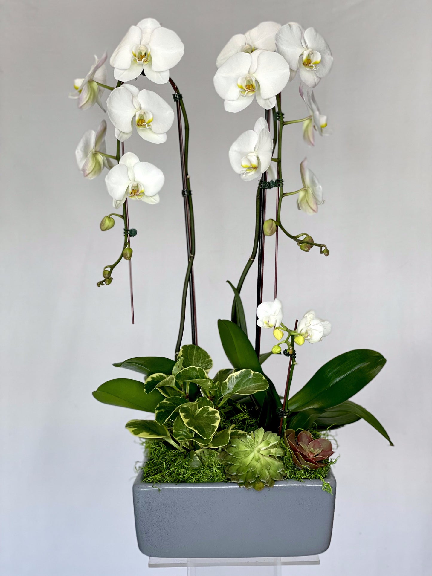 Orchid Duo