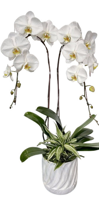 Orchid Elegance